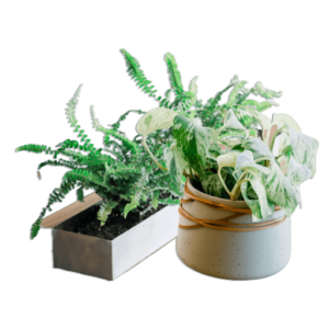 Cork Plant Stand